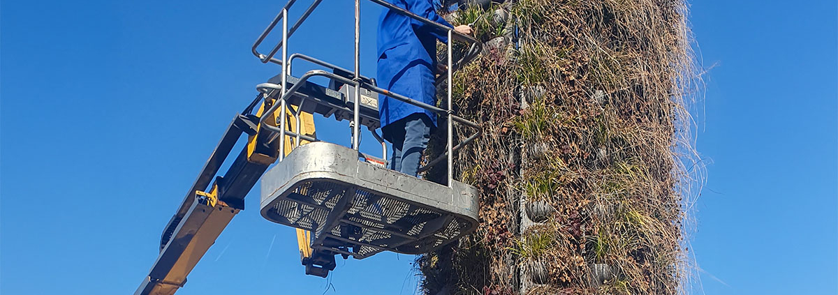 Mitarbeiter schneidet die Pflanzen am Alpaka GreenTower