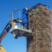 Mitarbeiter schneidet die Pflanzen am Alpaka GreenTower