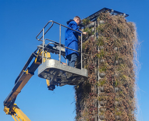 Mitarbeiter schneidet die Pflanzen am Alpaka GreenTower