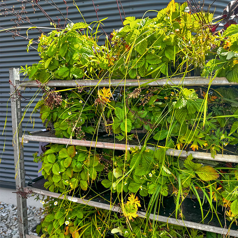Vorab bepflanzte Module warten auf die Anbringung am ALPAKA Green Tower